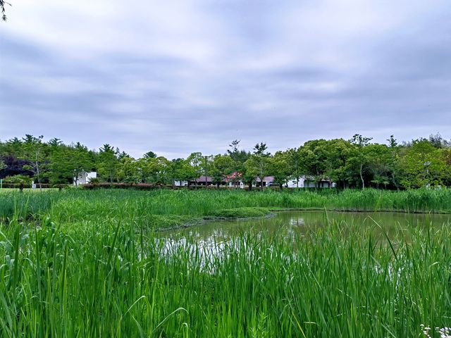 走進上海生態鄉村丨崇明瀛東村