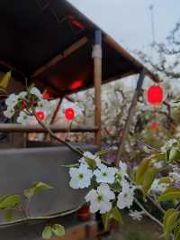 梨墅帳蓬酒店：梨花海、泡泡屋、燈光秀，這裡的夜如夢如幻