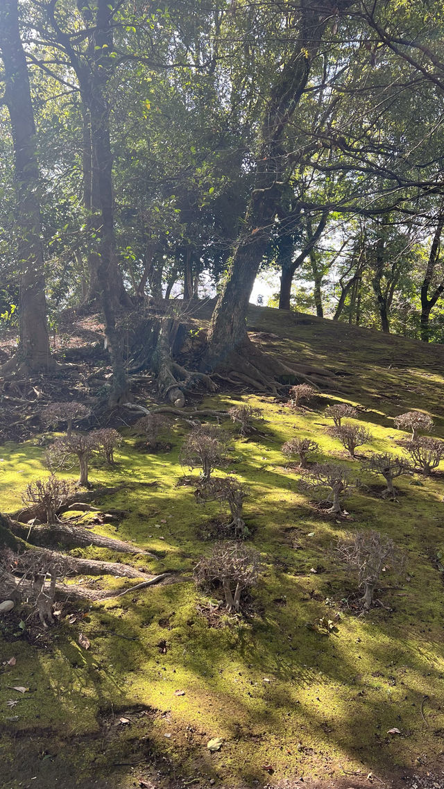 極致日式美景，水前寺成趣園處處是驚喜