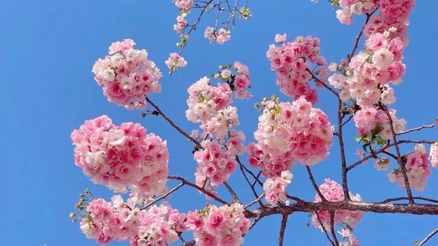 抓緊去賞花吧！櫻花路已“集結”著粉色浪漫