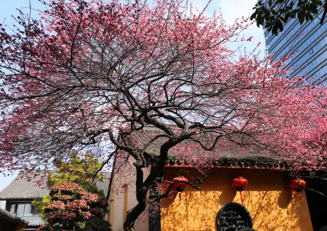 The Zen ambiance of the red plum blossoms at Tiefo Temple is unforgettable