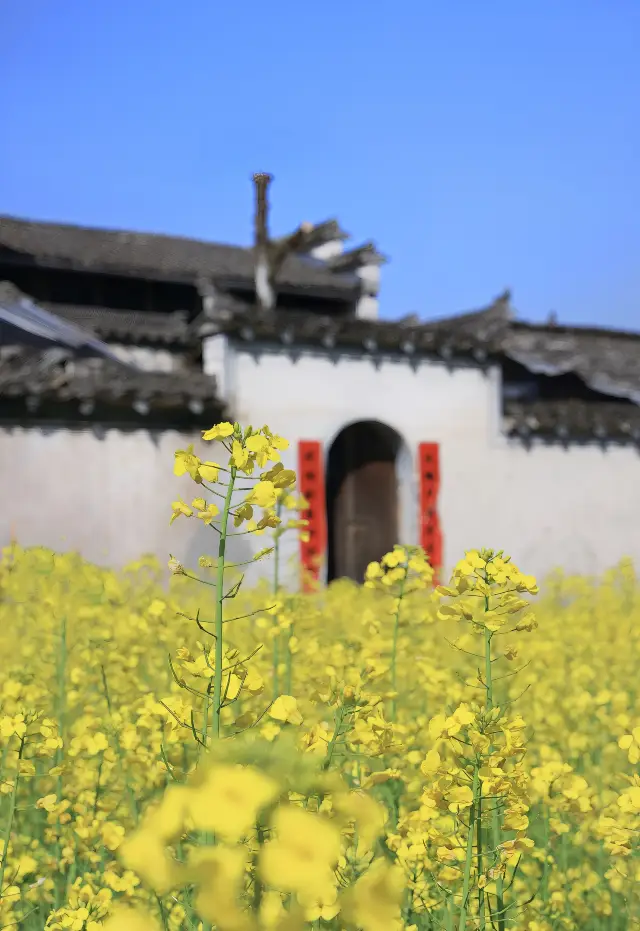 藏在花田裡的西遞古村~