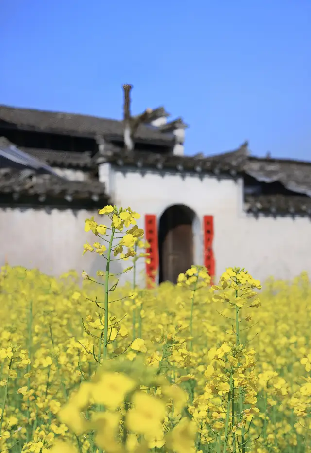 Tucked away in the flower fields, the ancient village of Xidi sparkles