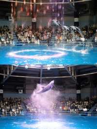 【東京品川水族館攻略】海底世界奇觀，千種海洋生物等你發現！