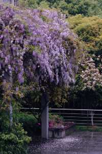 櫻花公園紫藤花瀑布開爆！！