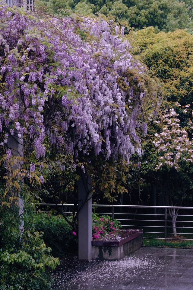 櫻花公園紫藤花瀑布開爆！！