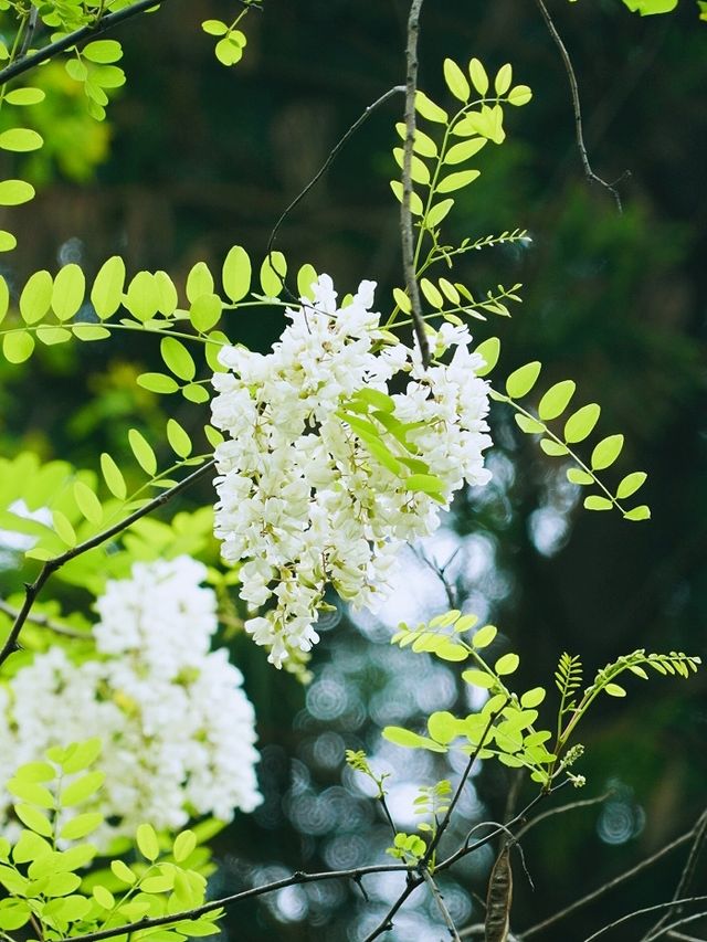 槐花幾時開槐花終於開