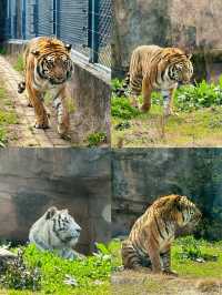 性價比攻略之長沙動物園站羊駝腦斧