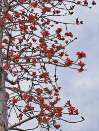 花城尋花記｜去0元小眾賞花地拾一袋紅木棉回家煲湯