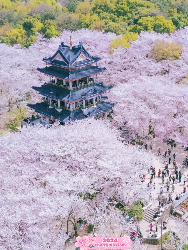 Cherry Blossom at Turtle Head Isle, Wuxi 🌸