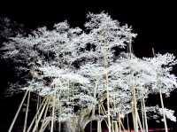 Blooming over thousand of years