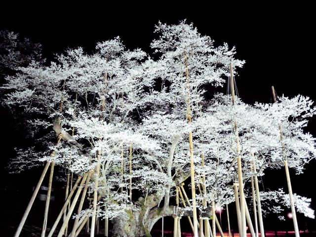 Blooming over thousand of years