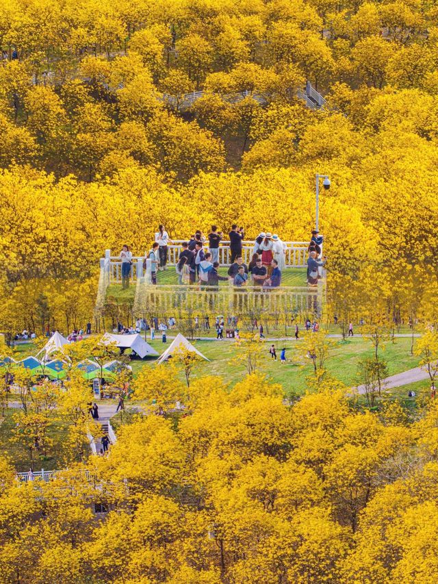 南寧｜青秀山風鈴谷滿山遍野的花都盛開了