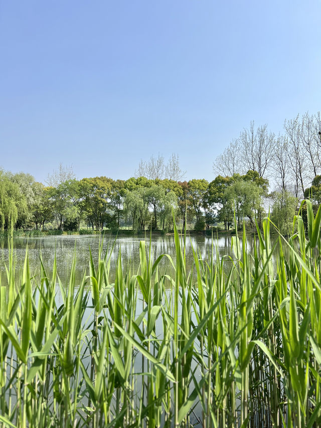 杭州｜春天的白馬湖公園太適合露營啦！