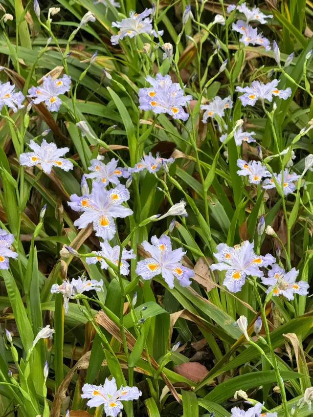 走進無錫貢湖灣濕地公園，感受原始森林之美