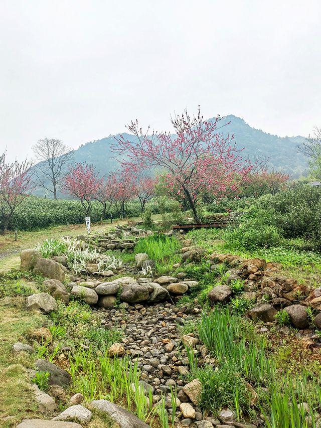 地中海鄰境·安吉度假村，茶園竹林圍成人間仙境