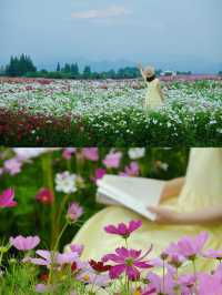杭州免費拍照|公交直達夢幻的格桑花海