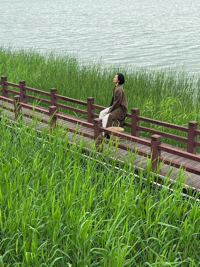 長沙松雅湖偶遇故事裡的小黃花