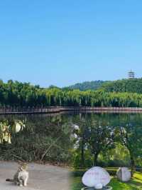 蚌埠張公山公園歪歪精丨旅遊攻略