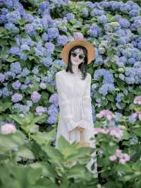 花開無盡夏分享無錫6個繡球花拍攝地！