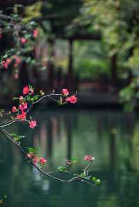 成都地鐵直達免費公園！海棠花已到最佳賞期