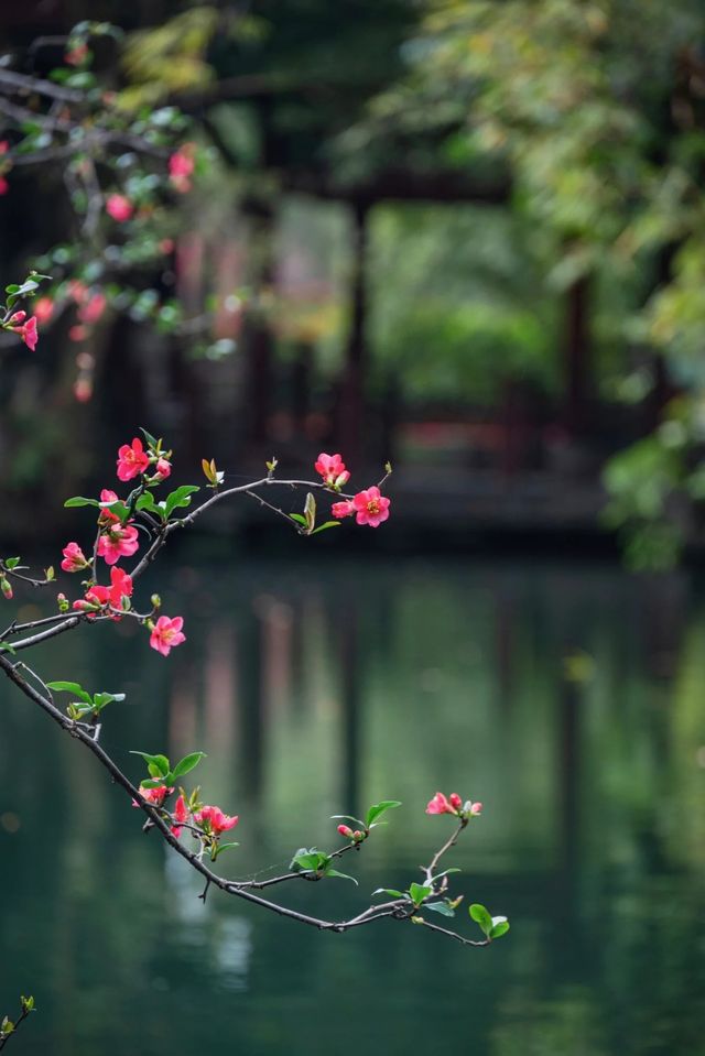 成都地鐵直達免費公園！海棠花已到最佳賞期