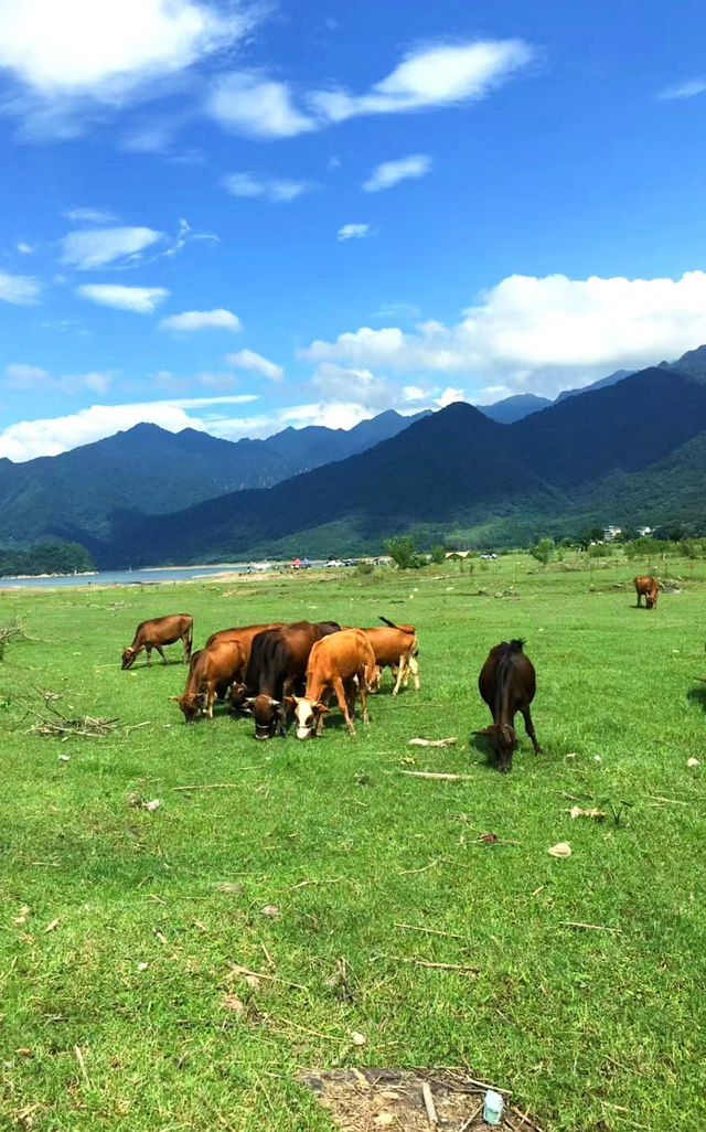 廣州出發周邊遊 草原牛羊大山好治癒呀