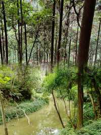 逃離喧囂，擁抱自然：南寧高峰森林公園的完美一日遊