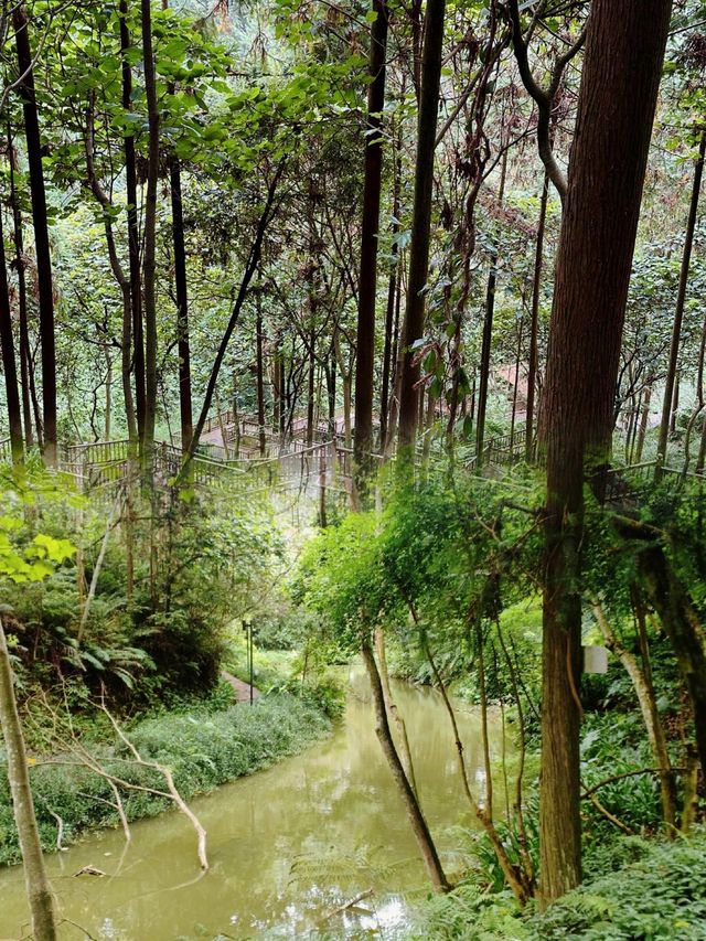 逃離喧囂，擁抱自然：南寧高峰森林公園的完美一日遊