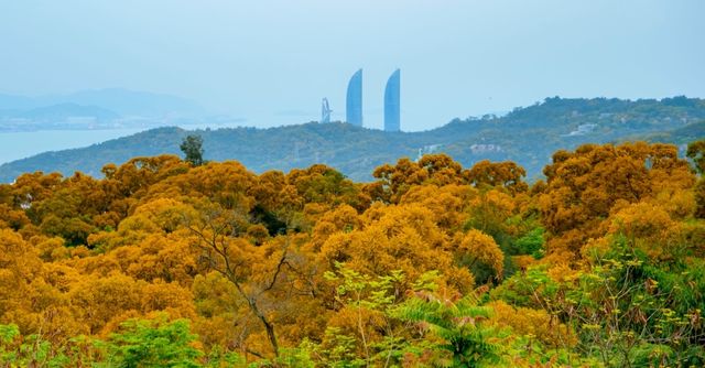 刷屏了！漫山金黃，相思成海美翻了！想你的風吹到了廈門！
