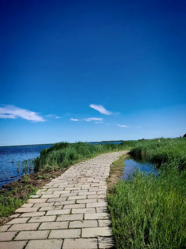 扎龍生態旅遊區‖丹頂鶴棲息濕地