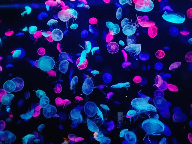 Embracing The Ocean World