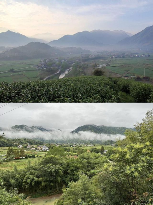 雷迪森怿曼|隱匿於茶香竹逸的溜娃好去處