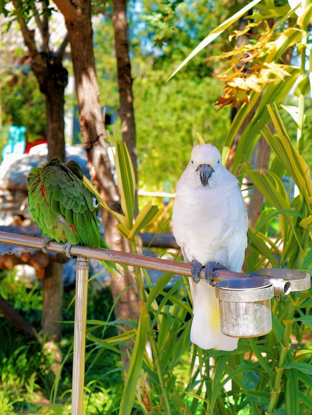 北京周邊遊丨辛瑪森林動物樂園。