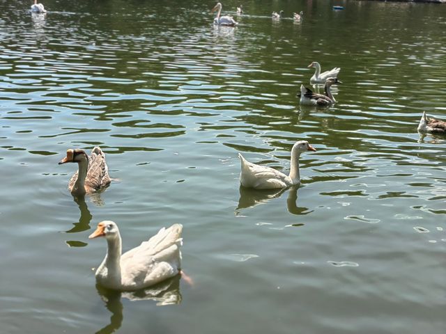 秦嶺野生動物園。