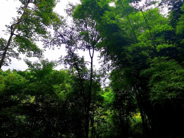 沐川大楠鎮——一個未經開發的人間仙境。