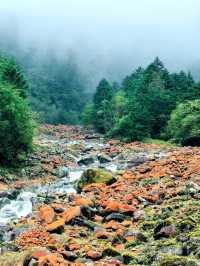 喇叭河偶遇鹿群 | 二郎山親子·觀彩林。