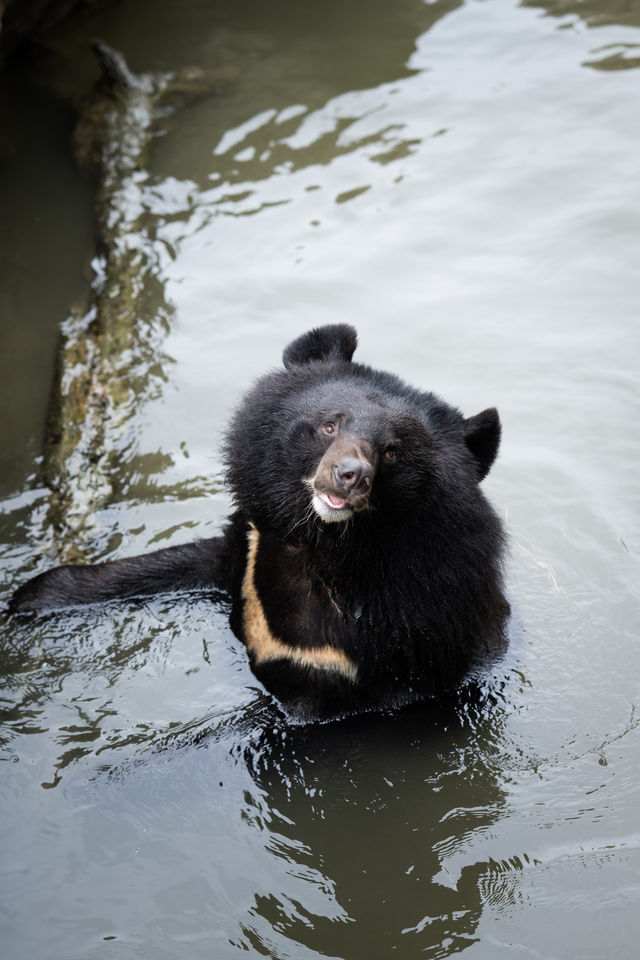 不知道哪裡遛娃？南通森林野生動物園餵水豚！