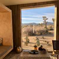 Joshua tree from a room view a beautiful look.