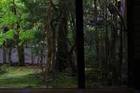 叡山電鐵「瑠璃光院」的途中可以去|蓮華寺。