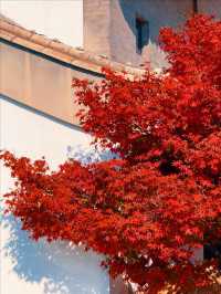 11月5日實況 紫竹院紅葉已全面登場。