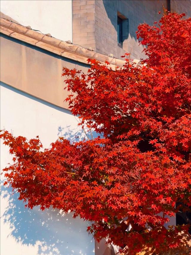 11月5日實況 紫竹院紅葉已全面登場。
