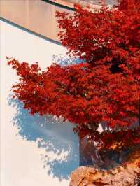11月5日實況 紫竹院紅葉已全面登場。
