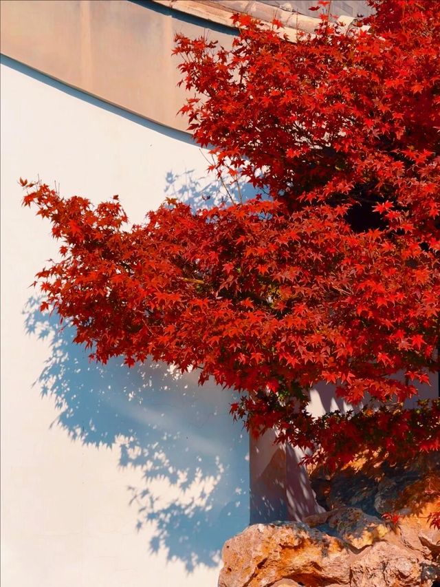 11月5日實況 紫竹院紅葉已全面登場。
