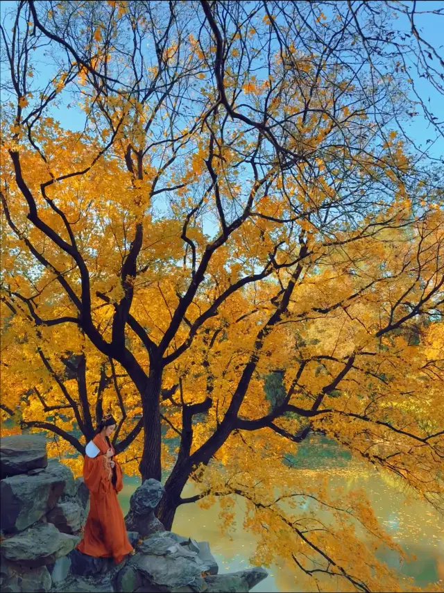 November 7: The best time to see the divine tree in the Summer Palace is this week. 
