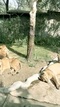 在拉努阿野生動物園，你能與自然親密接觸嗎。