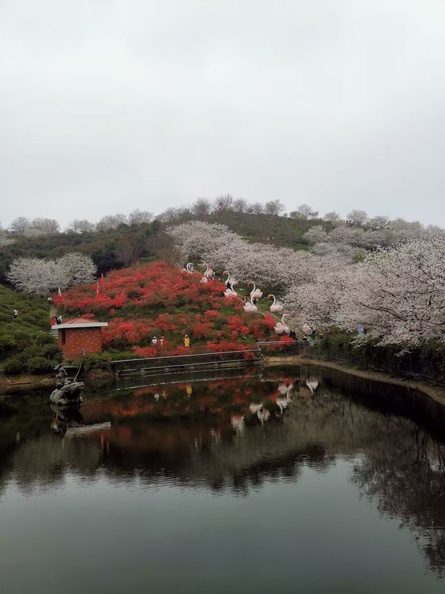 晚安家居櫻花園之旅。