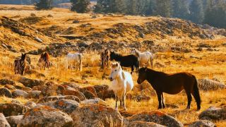 Photo Gallery: The Beautiful Burzhi Grassland
