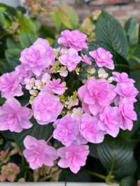 在麗江誤入了莫奈的花園…。