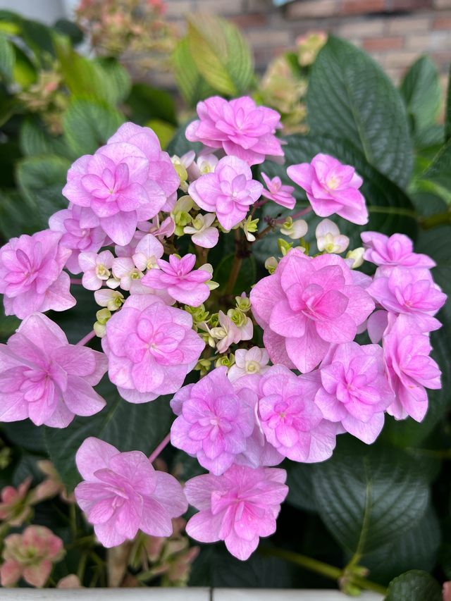 在麗江誤入了莫奈的花園…。